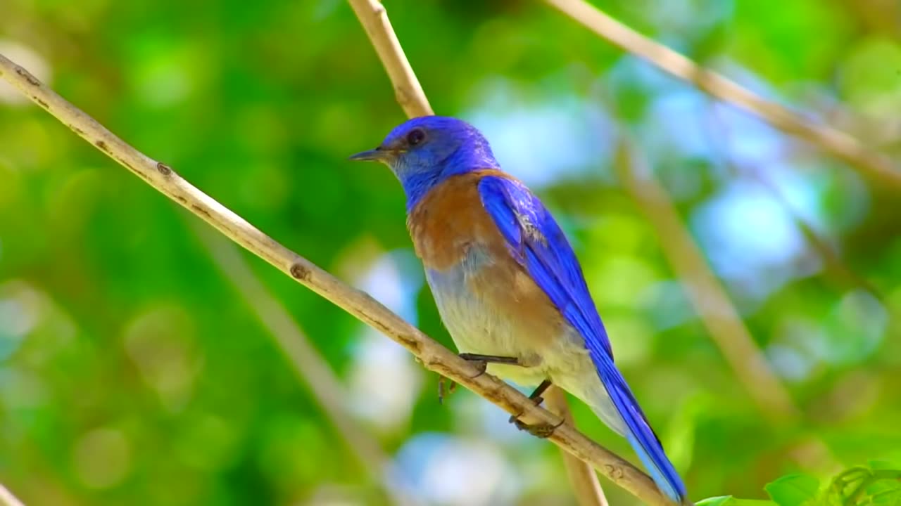 Bird World 0