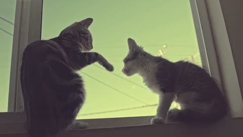 cats filnes window