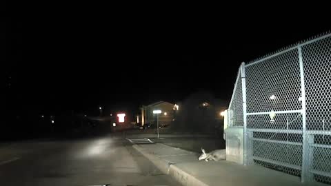 Officer helps free a deer that got itself stuck in a fence