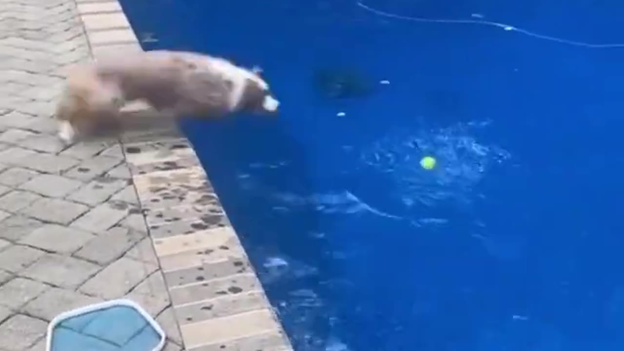 This amazing video have much potential for you