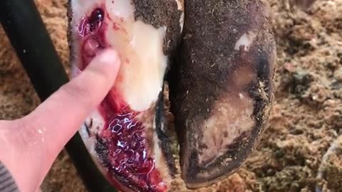 Cow lag bleeding