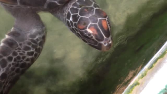 Aggressive Hungry Sea Turtle Bites The Tank