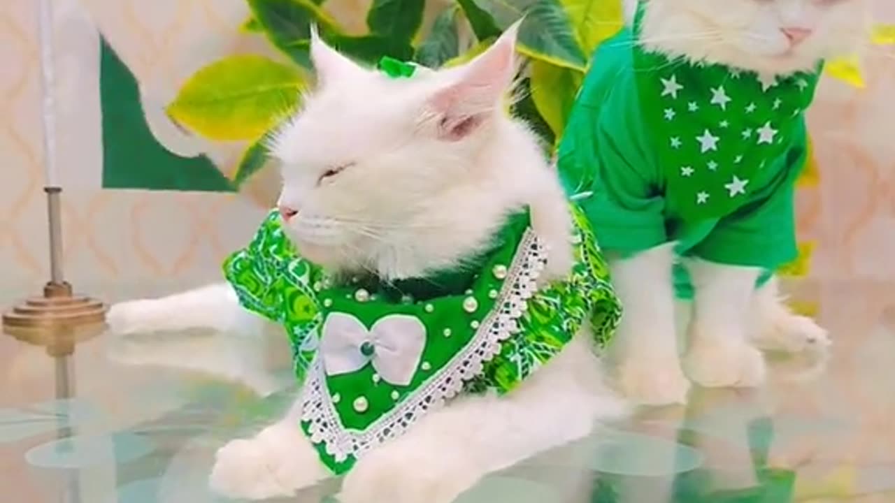Happy independence with Cats