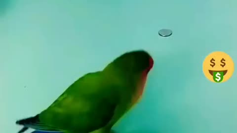 cute and funny parrot