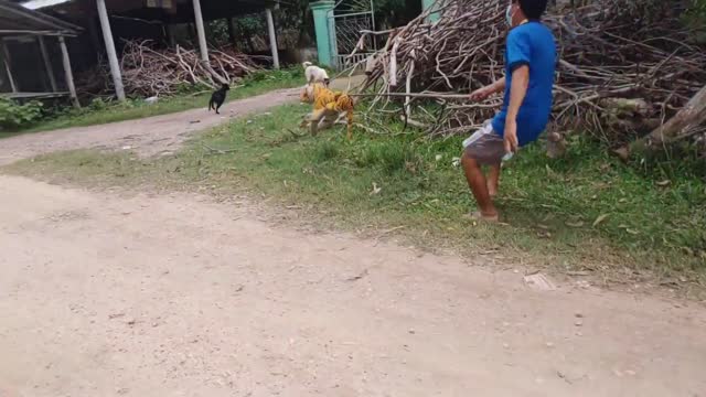 Fake Tiger Prank On Dog. Very Funny Try To Stop Laugh 2022