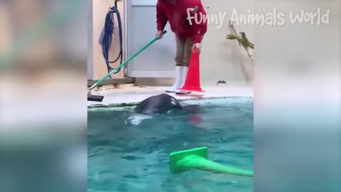 Best Funny Animal Videos 2023