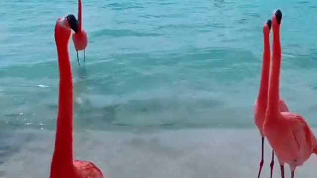 amazing