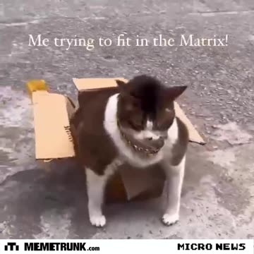 Me trying to fit in the Matrix