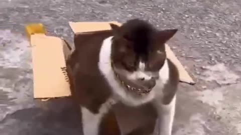 Me trying to fit in the Matrix