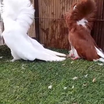 Dubal hood pigeon beautiful breeder pair