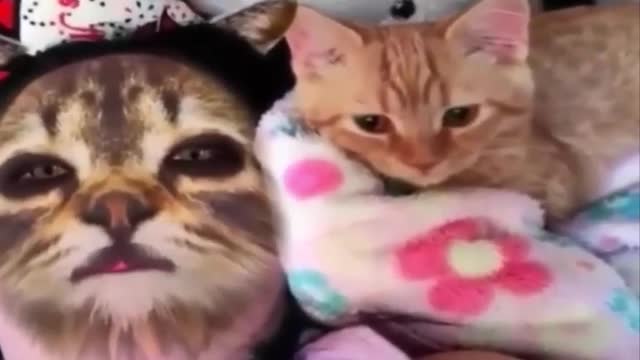 Celo Pet - Animais Engraçados Funny Animals Channel #gato #cachorros #animais #cats # dogs#funny #12