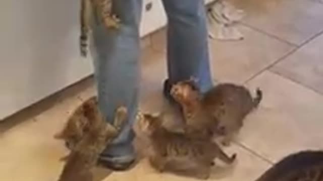 Kittens swarm owner for their breakfast