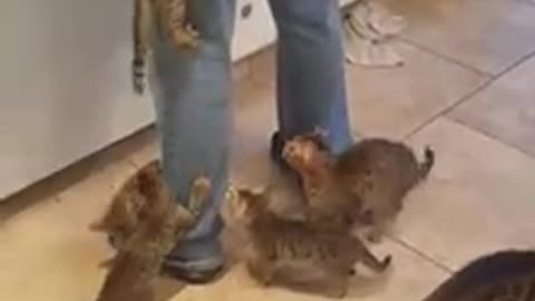 Kittens swarm owner for their breakfast