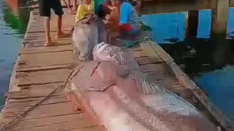 This is a beautiful and charming water-dwelling species