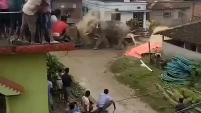 Aggressive Elephant India