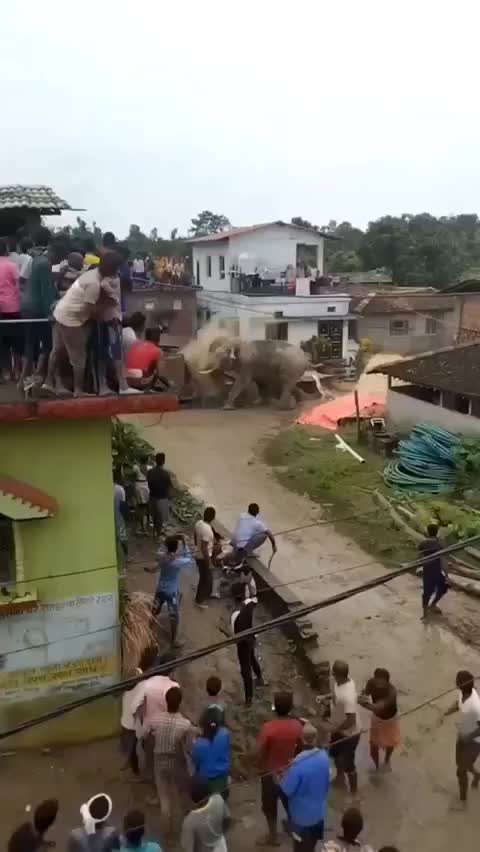 Aggressive Elephant India