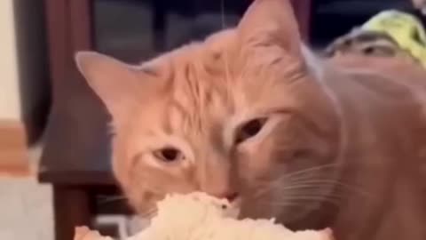 Funny cats..