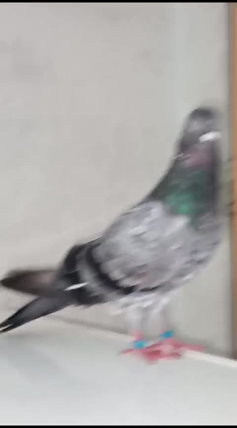 Pigeon
