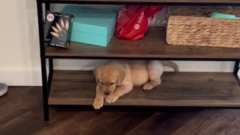 Watch our puppy outgrow his favorite place to sit