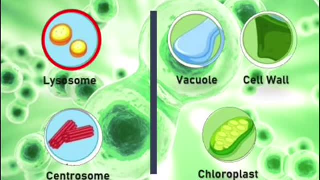 Animal Cell vs Plant Cell - Basic and Common Differences (English Subtitle)