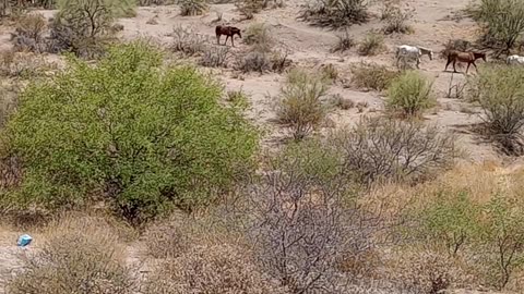 Wild horses in Arizona