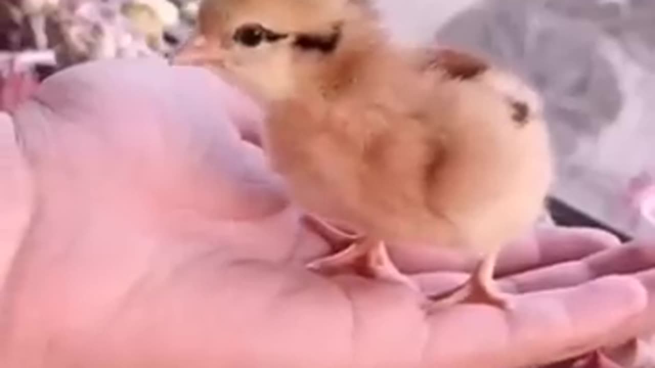 How a chick Born Form AEgg