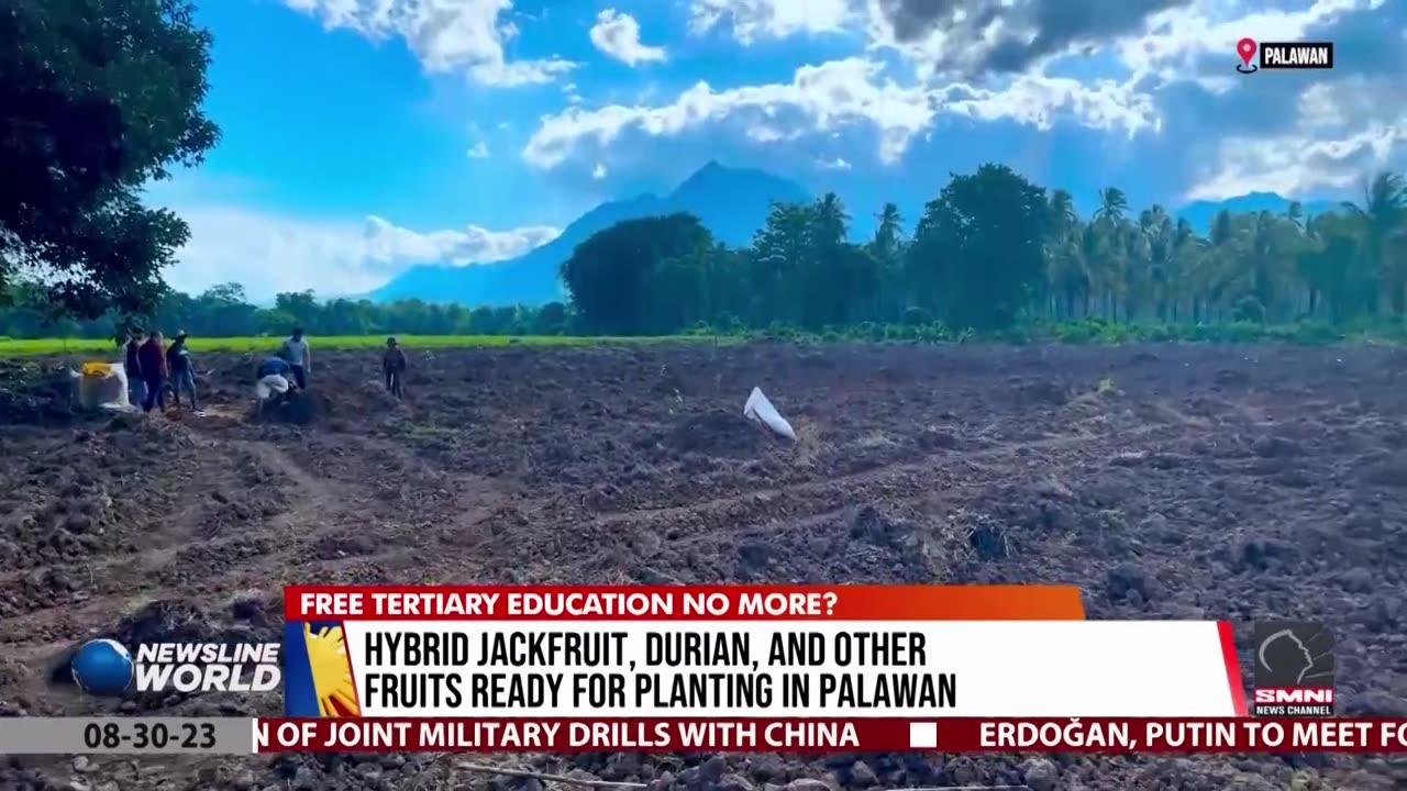 Hybrid jackfruit, durian, and other fruits ready for planting in Palawan