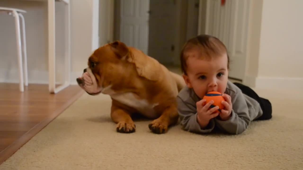 Baby and English bulldog - Baby steals toy from dog