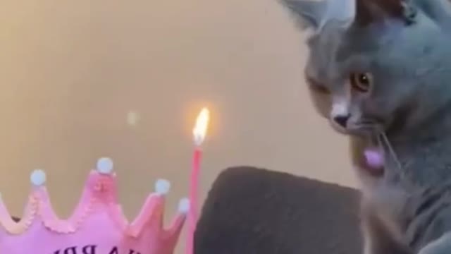 Happy Birthday Cat