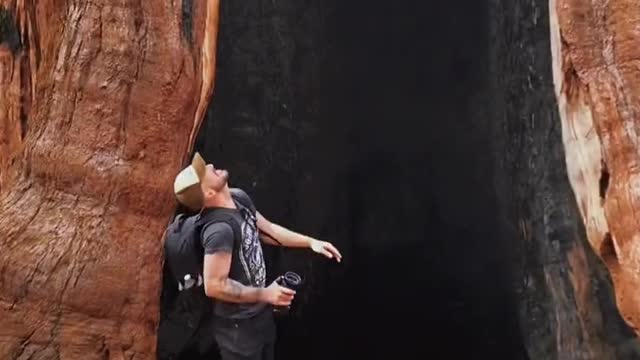 A secret tree hole recommendation officer was found in Sequoia Park.