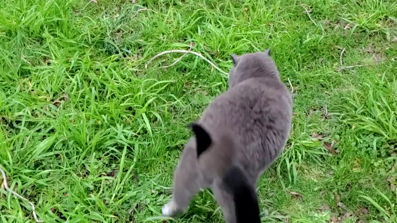 Aikido Kitties