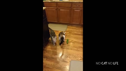 Funniest Cats and Cucumbers - Awesome Funny Pet Videos