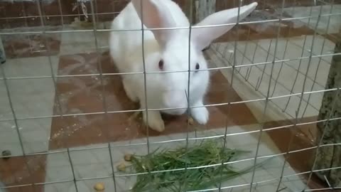 Pet Rabbit Daily Routine With Saransh