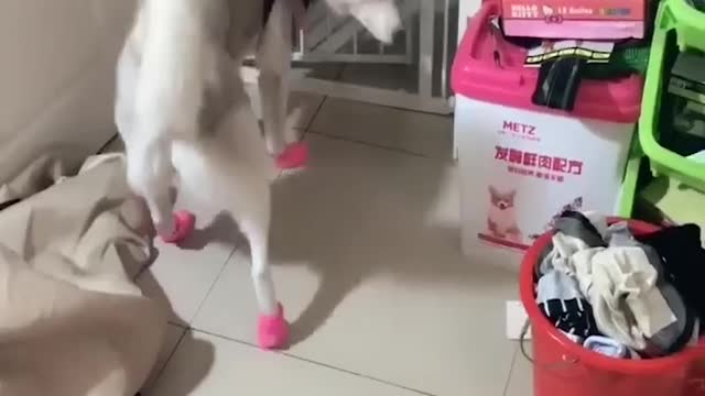 Funny Cats and Dogs 🐱🐶 | Funny Animal Videos #18