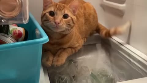 Stubborn Cat Climbs Into Fridge