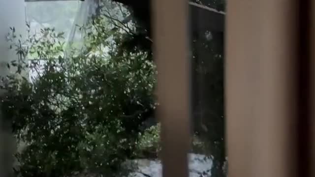 Tree falls on house during Hurricane lan