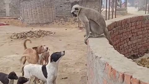 Monkey king vsDog