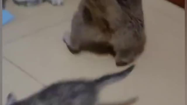 cat is funny -fight-