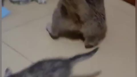 cat is funny -fight-