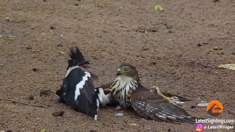 Hawk Tries to Kill Cuckoo Bird