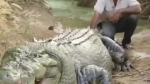 Crocodile