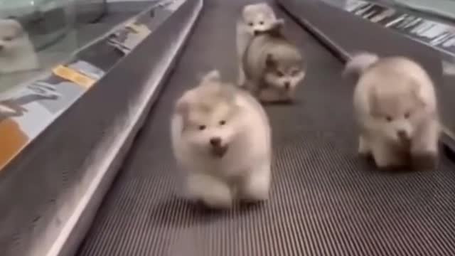 Four fat dogs practice jogging on the escalator