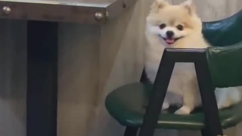 Funny Pets Moment #25