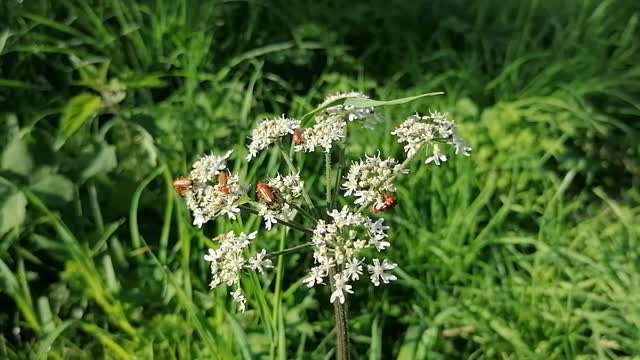 Spectacular scene of insects mating