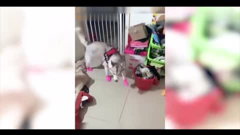 Collection of cute pets 3