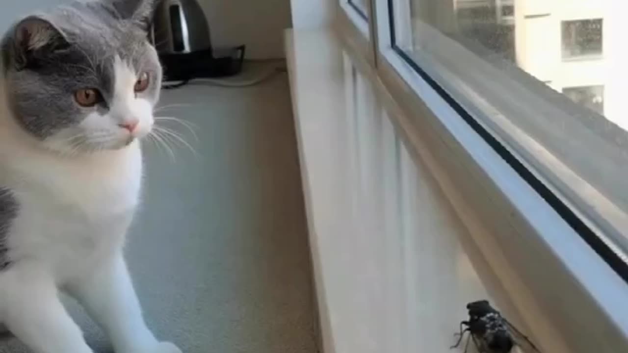 Dance of Delight: When a Curious Cat Meets a Playful Fly