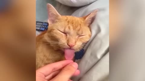 Funny cats moments 🤣🤣