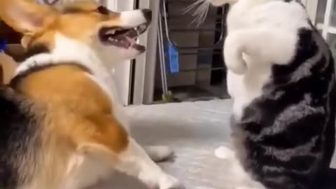 Cute dog and cat viral cute funny video