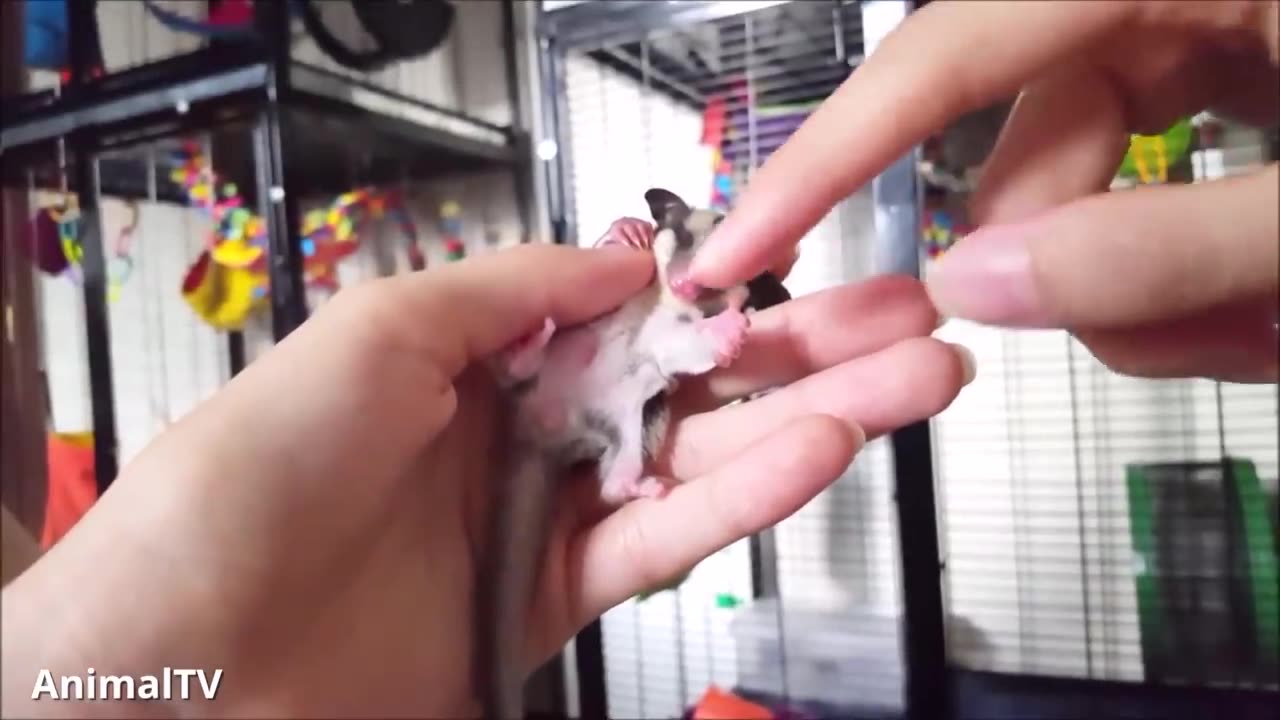 Sugar gliders flying - funny and cute compilation