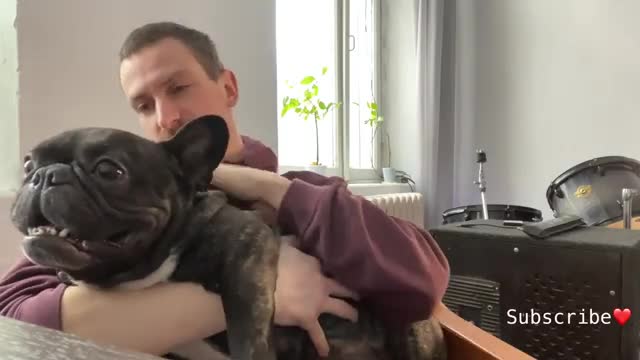 French Bulldog hypnotizes the ball